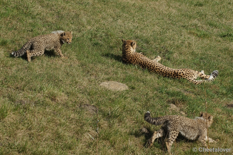 DSC02915.JPG - Pas op mama...er komt er eentje van links en eentje van rechts