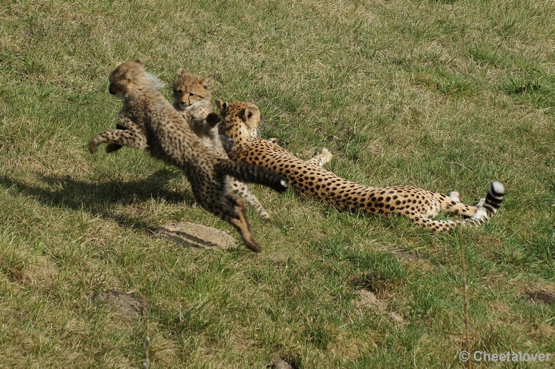 DSC02916.JPG - Op het laatste moment laten ze mama toch maar met rust