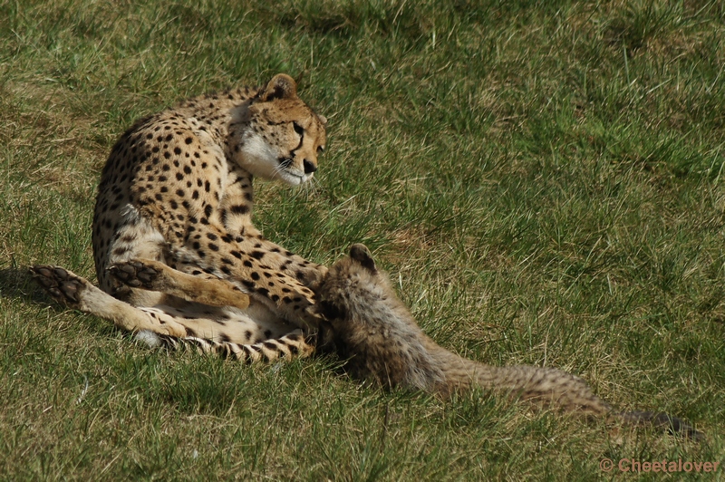 DSC03016.JPG - Dat zal ik je 's snel afleren