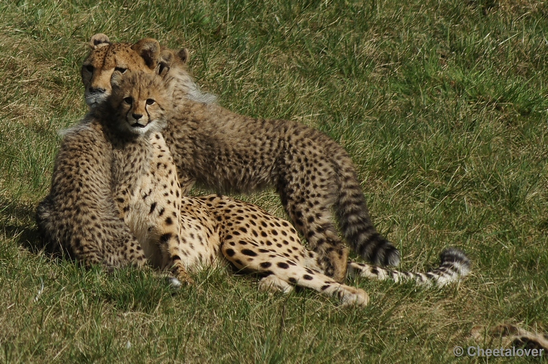 DSC03050.JPG - Zo lief