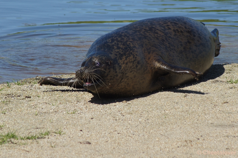 DSC05290.JPG - Zeehond
