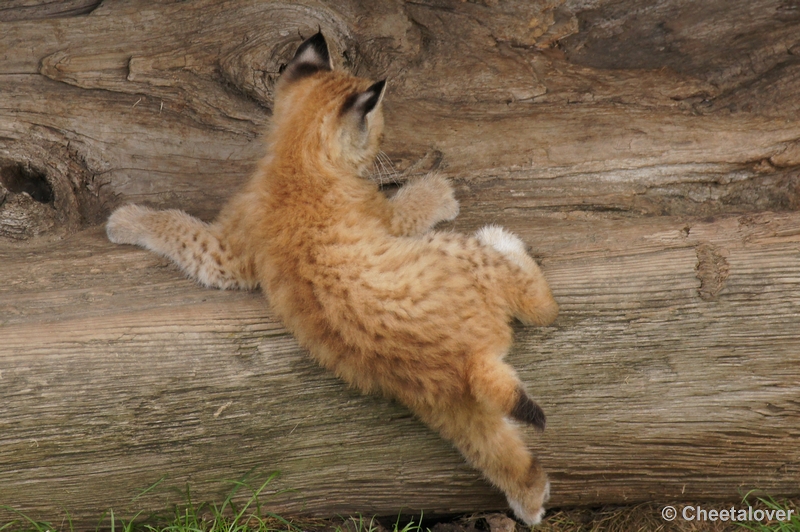 DSC00053.JPG - Linx