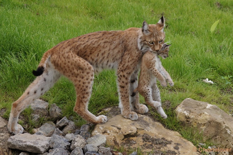 DSC00191.JPG - Linx