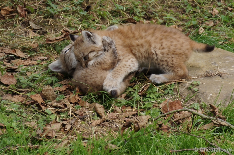 DSC00272.JPG - Linx