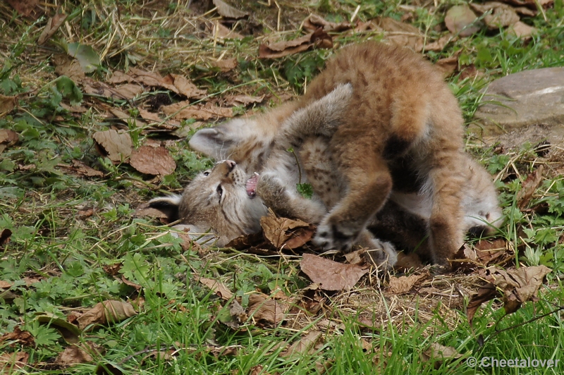 DSC00276kopie.JPG - Linx