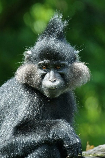 DSC00716.JPG - Kuif Mangabey
