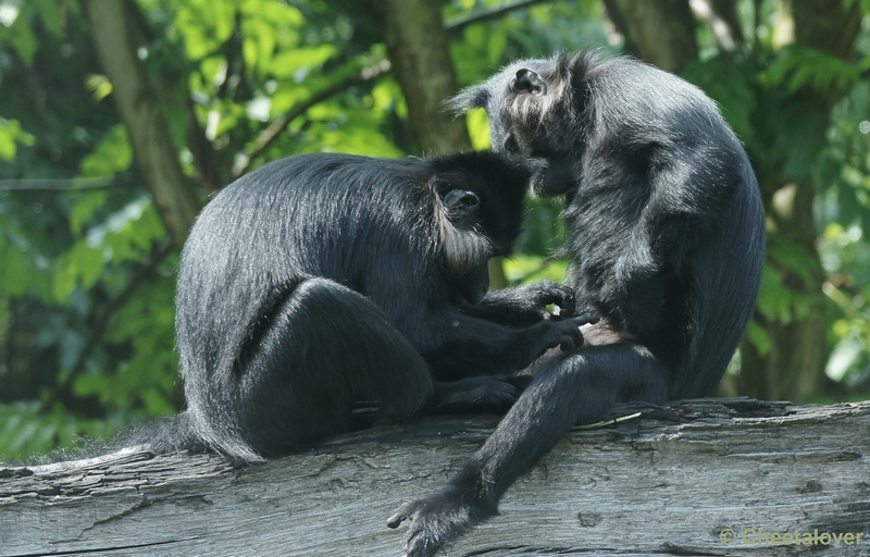 DSC00744.JPG - Kuif Mangabey