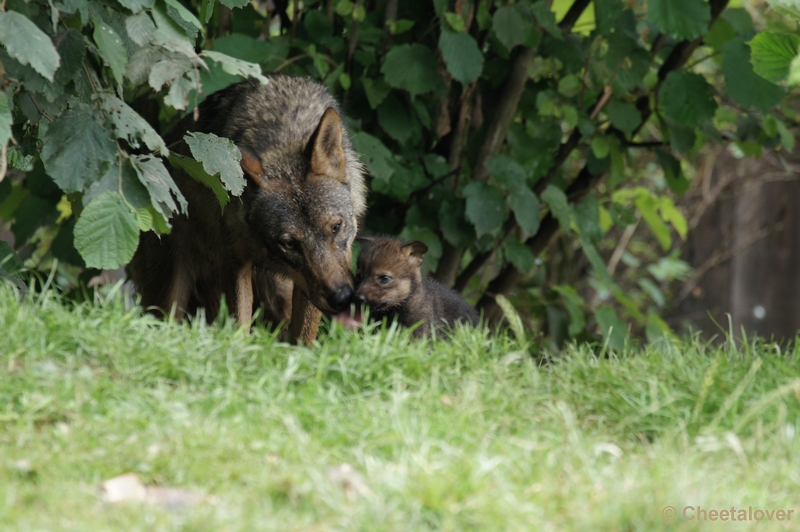 DSC01181.JPG - Iberische Wolf