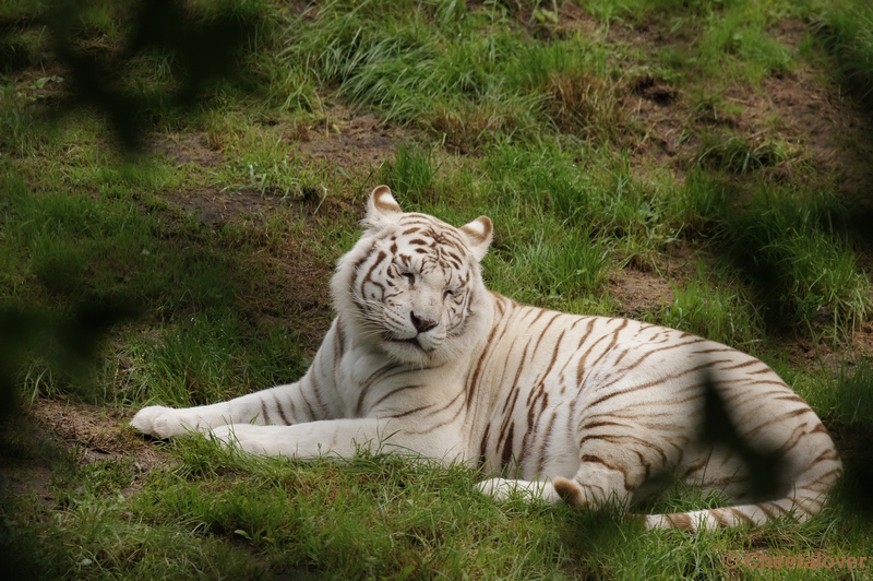 DSC01558.JPG - Witte Tijger