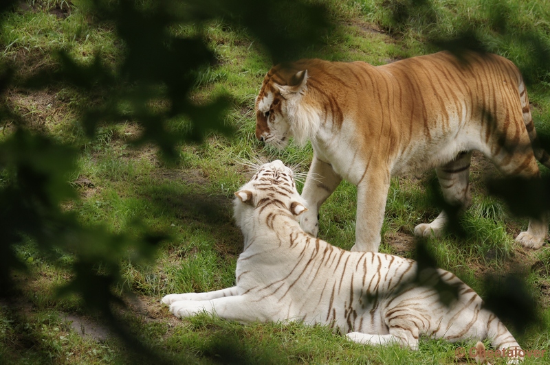 DSC01559.JPG - Goude en Witte Tijger