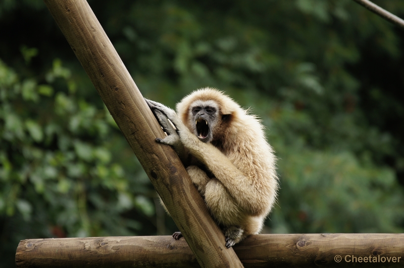 DSC01593.JPG - Withandgibbon