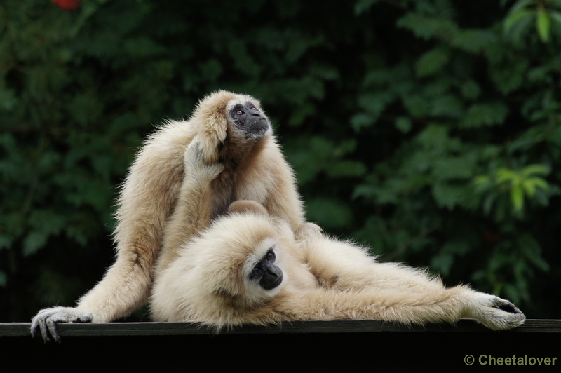 DSC01623.JPG - Withandgibbon