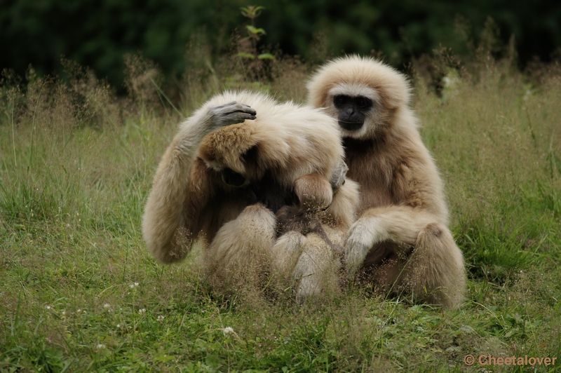 DSC01898.JPG - Withandgibbon