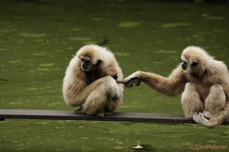DSC01936.JPG - Withandgibbon