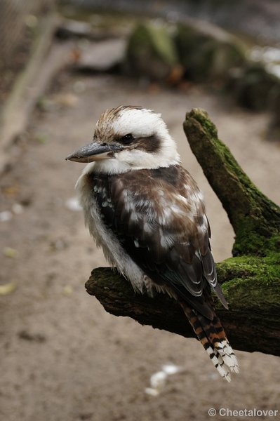 DSC02273.JPG - Kookaburra