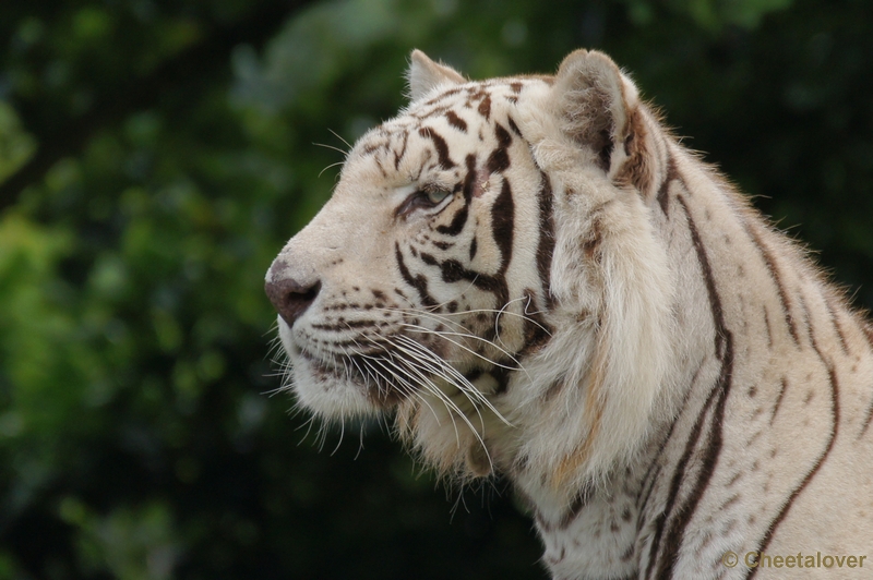 DSC02448.JPG - Witte Tijger