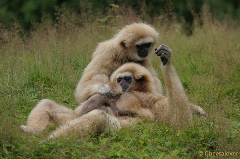 DSC02472.JPG - Withandgibbon