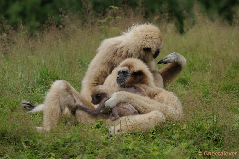 DSC02493.JPG - Withandgibbon