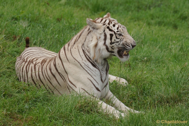 DSC02557.JPG - Witte Tijger
