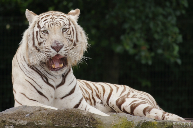 DSC02612.JPG - Witte Tijger
