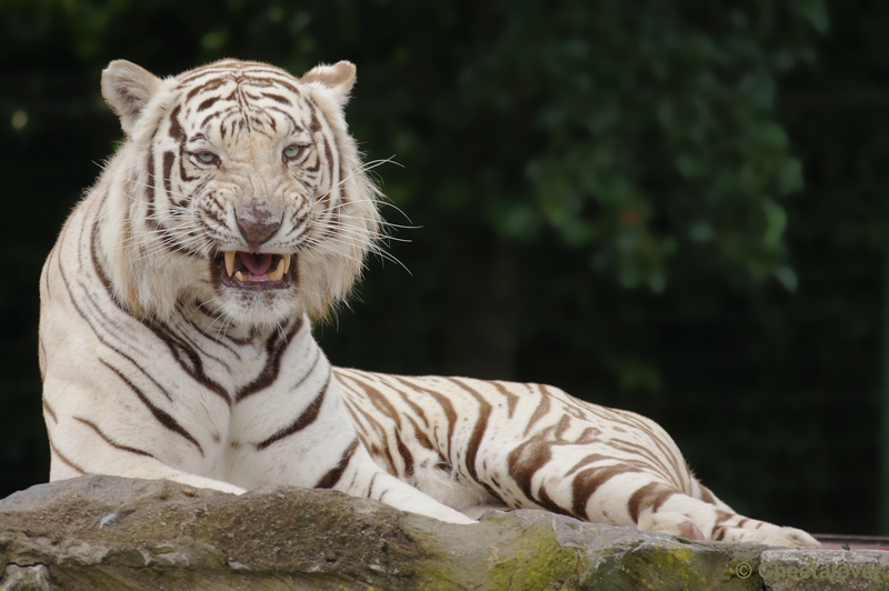 DSC02617.JPG - Witte Tijger