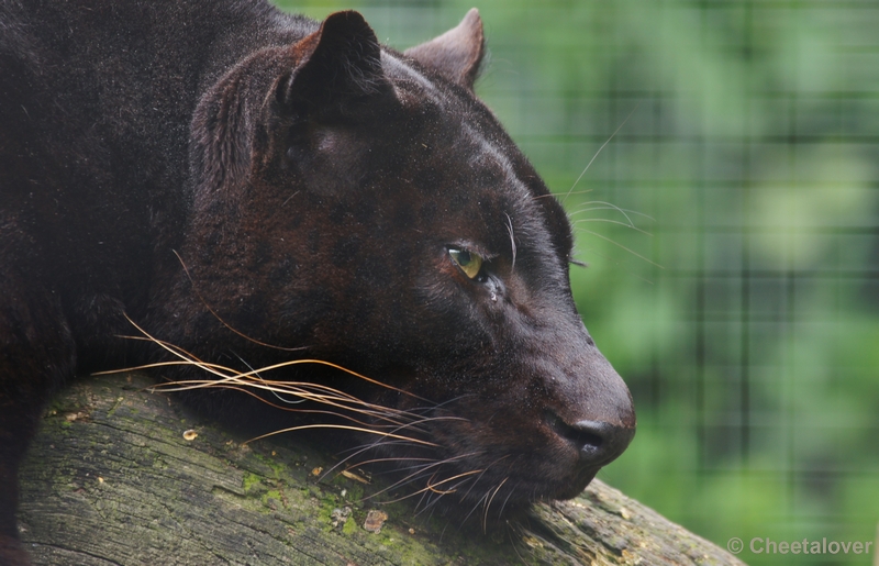 DSC02657.JPG - Zwarte Panter