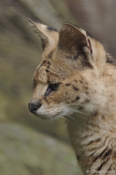 DSC02905kopie.JPG - Serval
