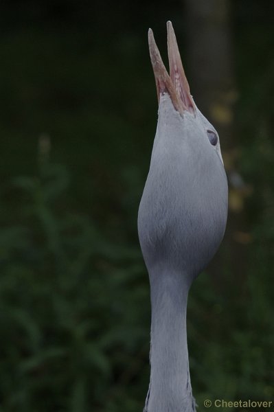 DSC02963.JPG - Paradijskraanvogel