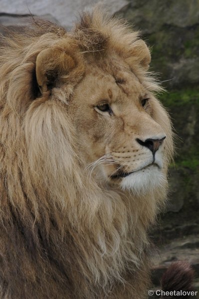 DSC03030.JPG - Afrikaanse Leeuw