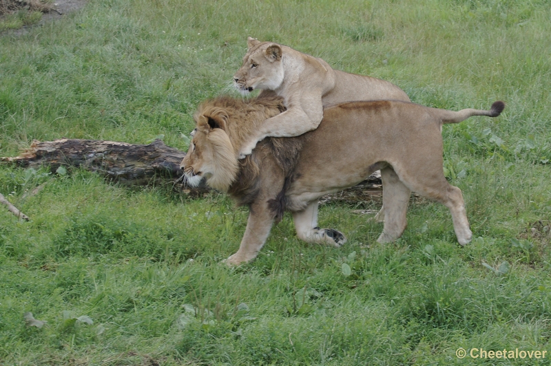 DSC03147.JPG - Afrikaanse Leeuw