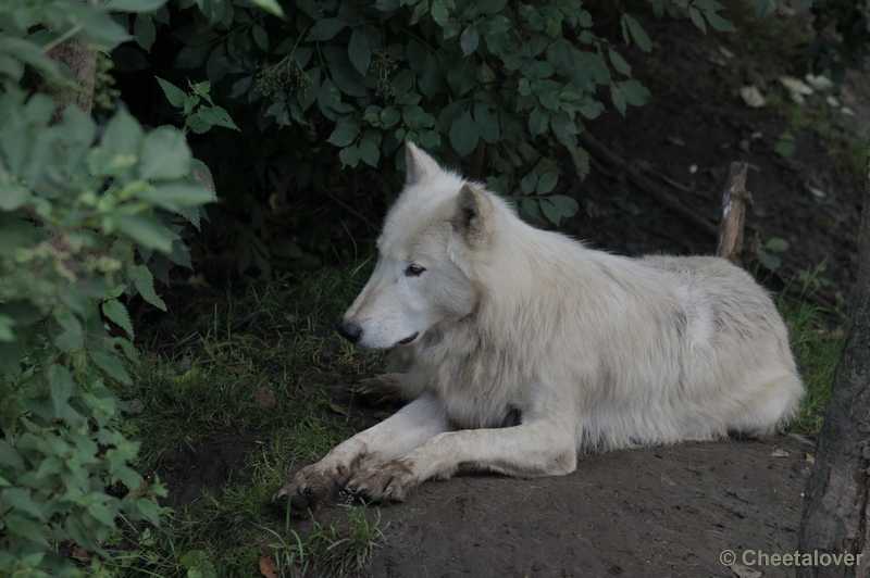 DSC03173.JPG - Alaskawolf