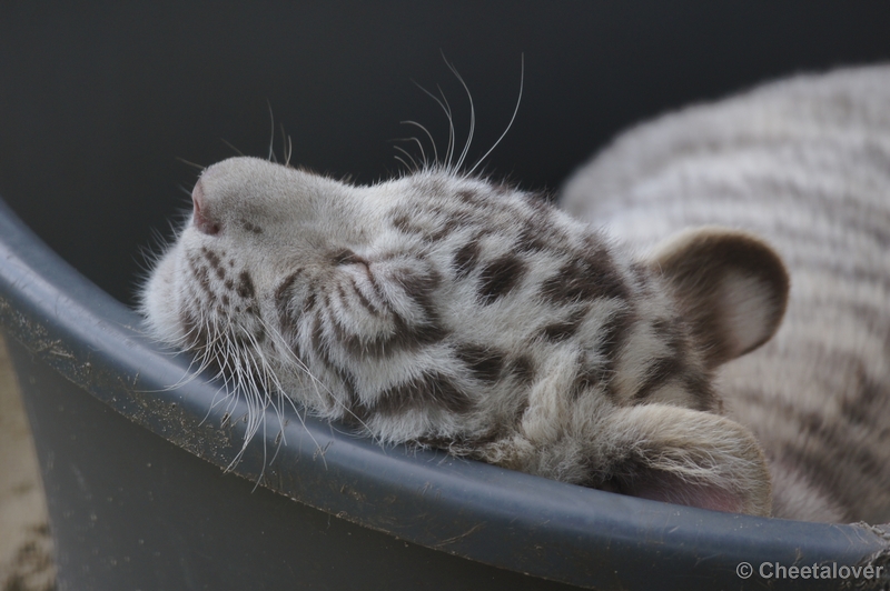 DSC03177.JPG - Witte Tijger