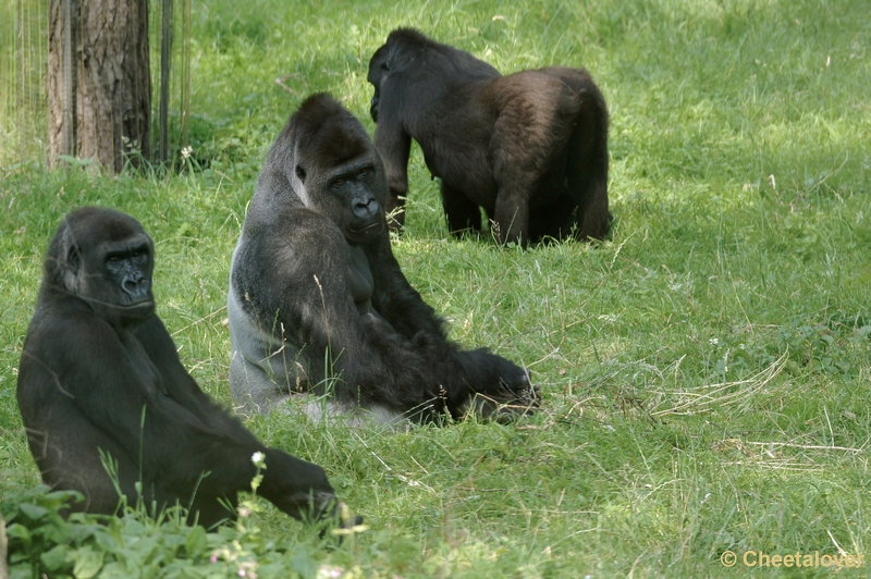 DSC05497kopie.JPG - Gorilla