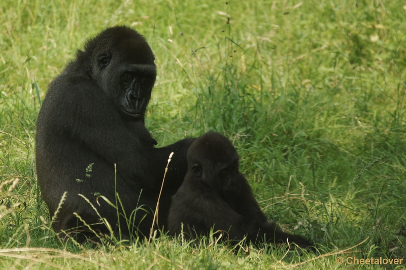 DSC05500kopie.JPG - Gorilla