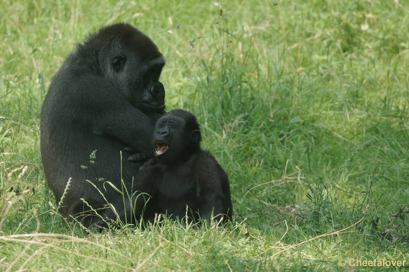 DSC05509kopie.JPG - Gorilla