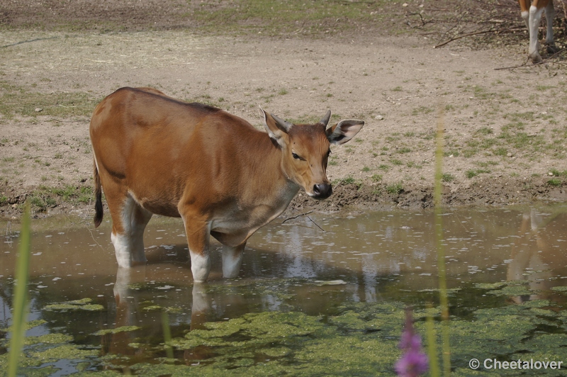 DSC05623.JPG - Banteng