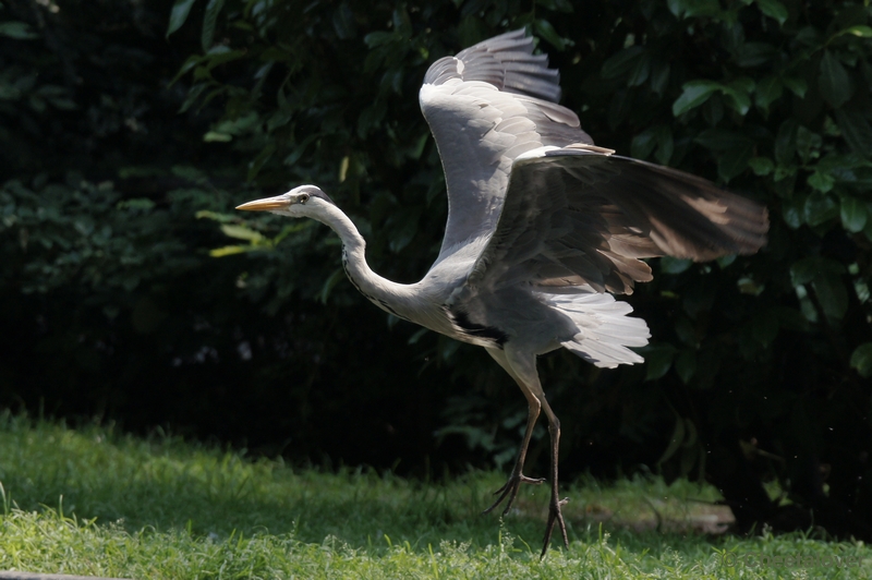 DSC05676kopie.JPG - Blauwe Reiger