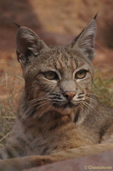 DSC06078kopie.JPG - Rode Lynx