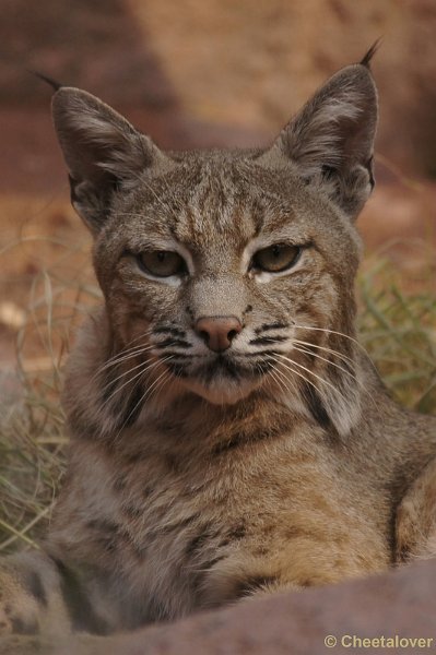 DSC06080kopie.JPG - Rode Lynx