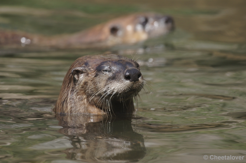 DSC06791.JPG - Otter