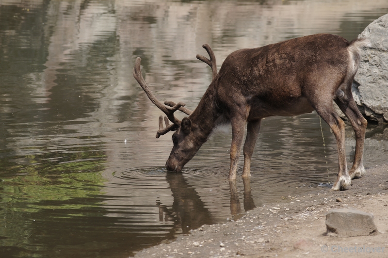 DSC06866.JPG - Eland doet aan 'recycling'