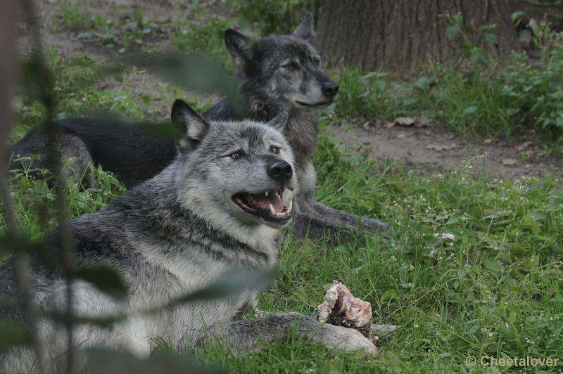 DSC07440.JPG - Wolf