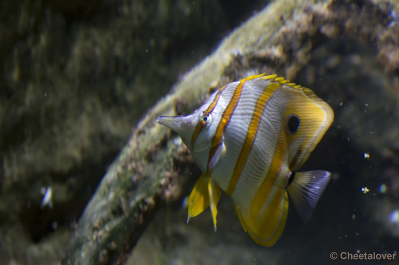 _DSC5245.JPG - Aquarium