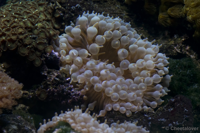 _DSC5250.JPG - Aquarium