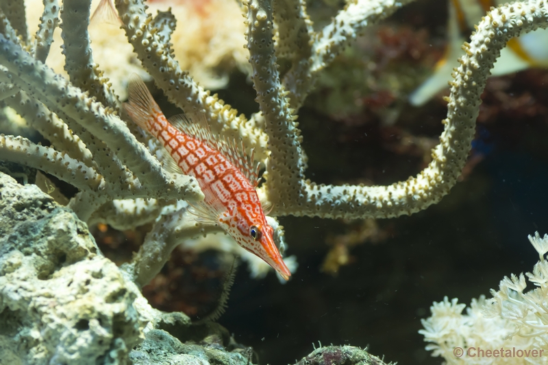 _DSC5278.JPG - Aquarium