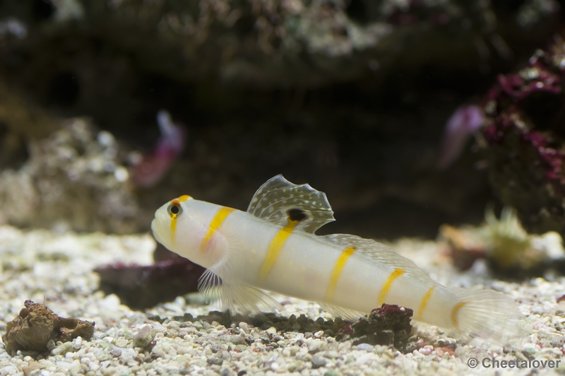 _DSC5286.JPG - Aquarium