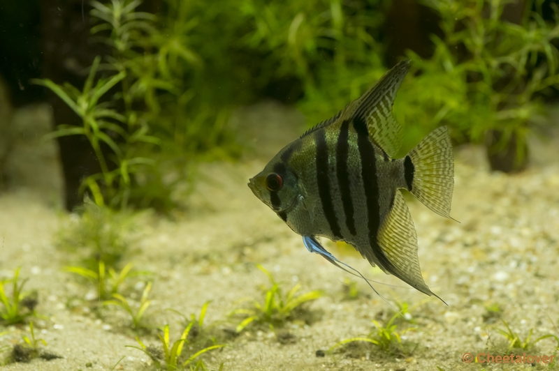 _DSC5300.JPG - Aquarium