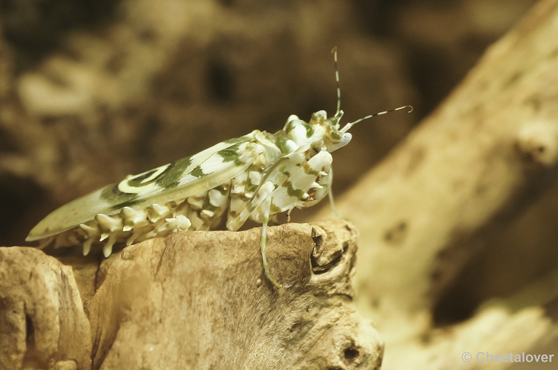 _DSC5308.JPG - Insecten