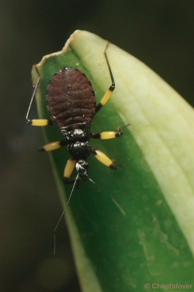 _DSC5315.JPG - Insecten