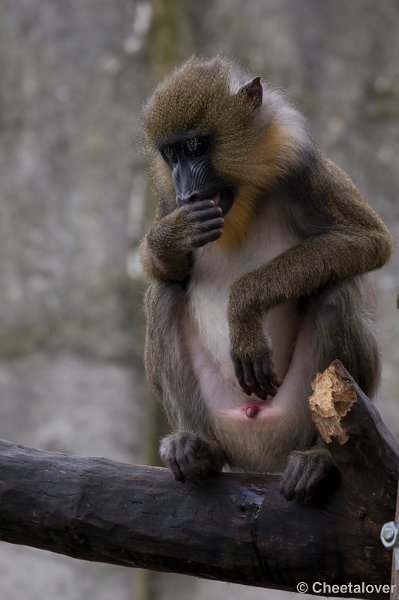 _DSC5420.JPG - Mandril